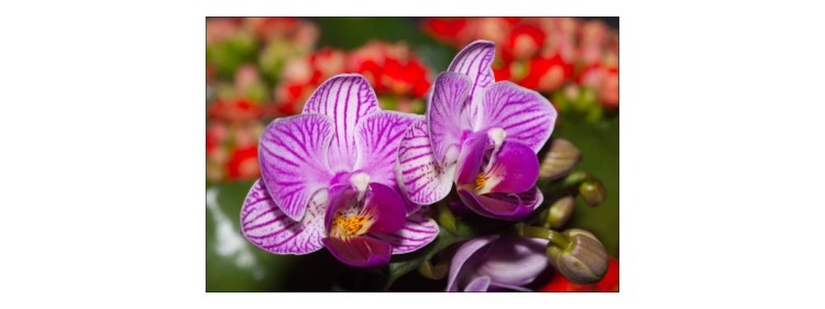 Fototapeta Optyczna Orchidea 3D