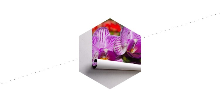 Fototapeta Optyczna Orchidea 3D