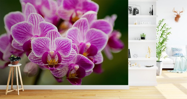 Fototapeta Bukiet Orchidei