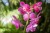 Fototapeta Piękne Orchidee