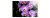 Fototapeta Piękne Orchidee