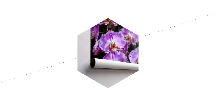 Fototapeta Piękne Orchidee