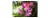 Fototapeta Piękne Orchidee