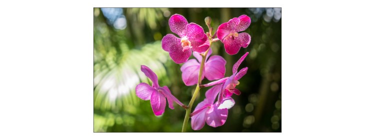 Fototapeta Piękne Orchidee