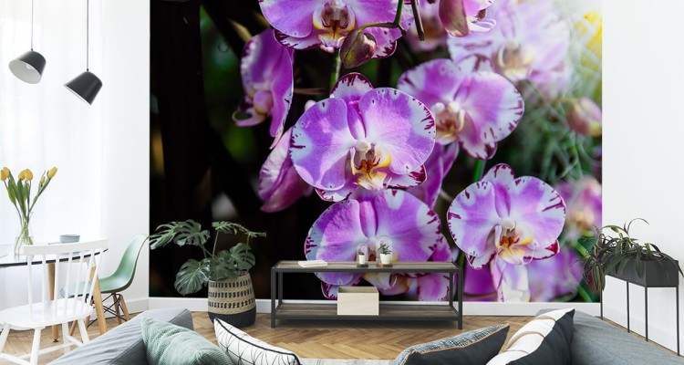 Fototapeta Piękne Orchidee