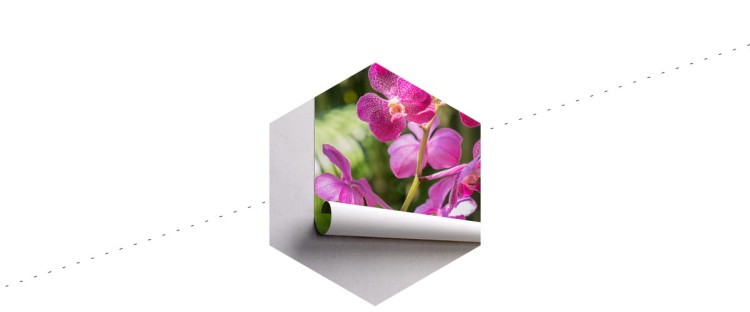 Fototapeta Piękne Orchidee