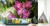 Fototapeta Piękne Orchidee