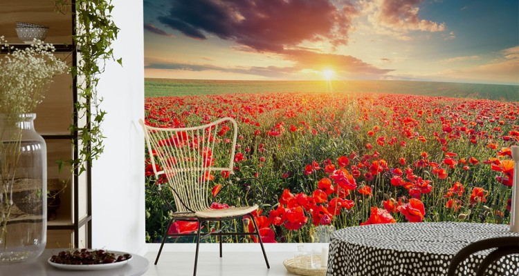 Fototapeta Pole Maków