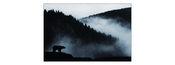 Fototapeta Niedźwiedź W Górach