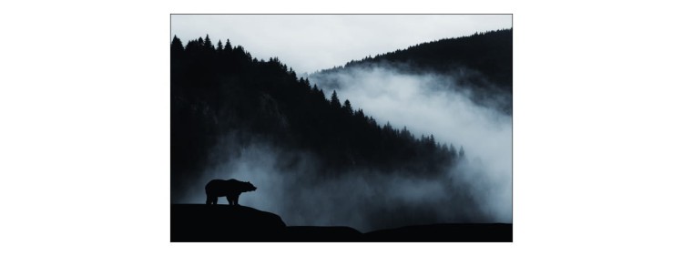 Fototapeta Niedźwiedź W Górach
