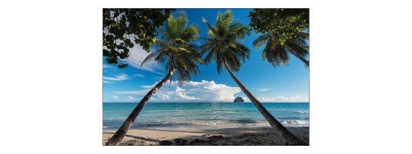 Fototapeta Plaża Ocean Palmy