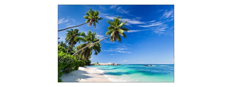 Fototapeta Plaża Ocean Palmy