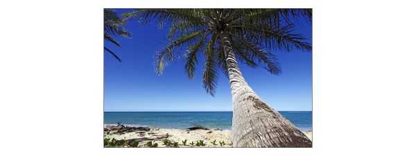Fototapeta Plaża Ocean Palmy