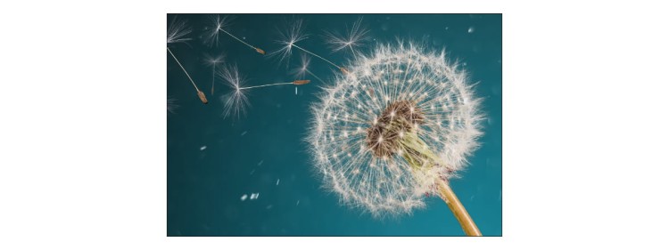 Fototapeta Optyczna Dmuchawiec