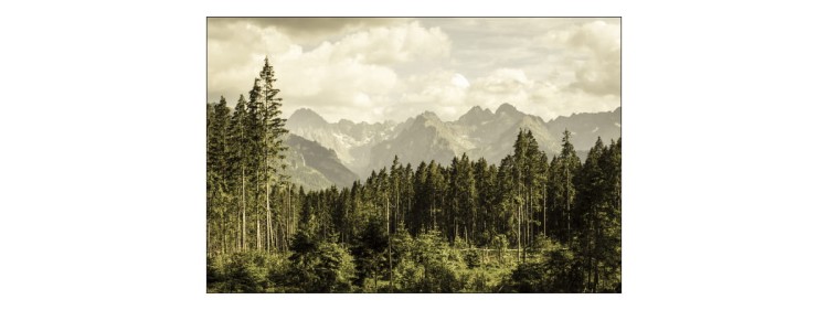 Fototapeta Las Góry