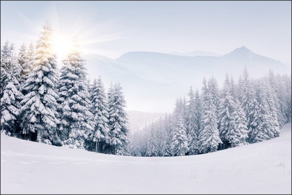 Fototapeta Zimowy Las