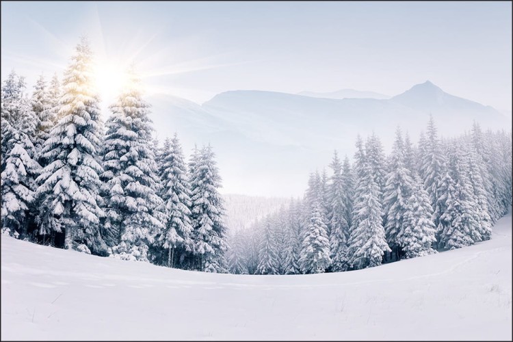 Fototapeta Zimowy Las