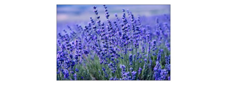 Fototapeta Lawenda Kwiaty