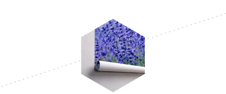 Fototapeta Lawenda Kwiaty