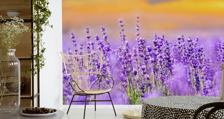 Fototapeta Lawenda Kwiaty