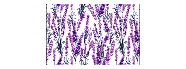 Fototapeta Lawenda Kwiaty