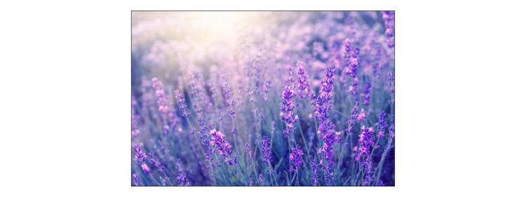 Fototapeta Lawenda Kwiaty