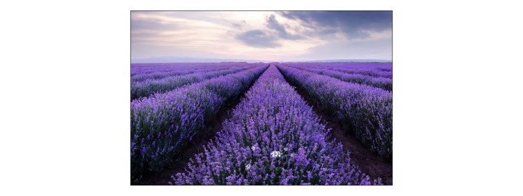 Fototapeta Lawendowe Pole