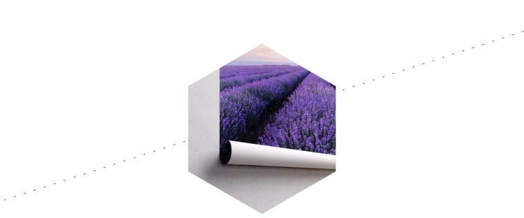 Fototapeta Lawendowe Pole