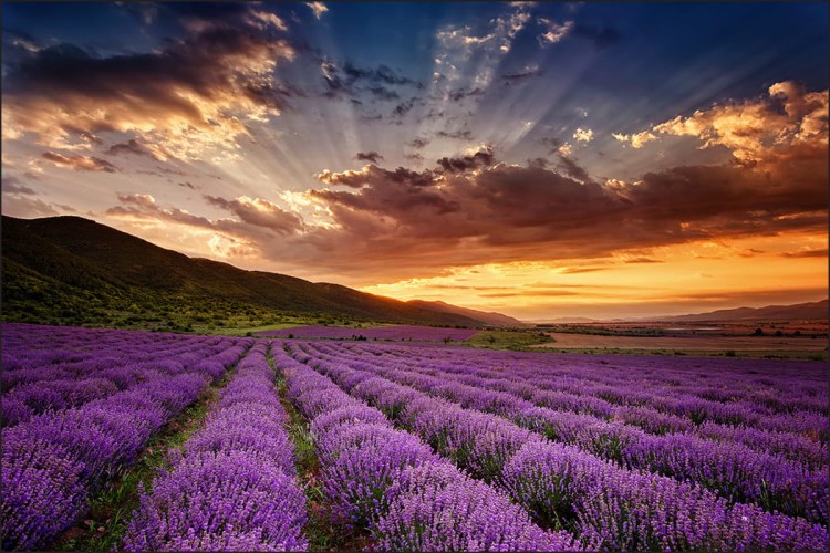 Fototapeta Pole Lawenda