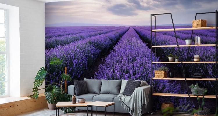 Fototapeta Lawendowe Pole
