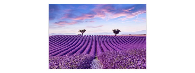 Fototapeta Pole Lawenda