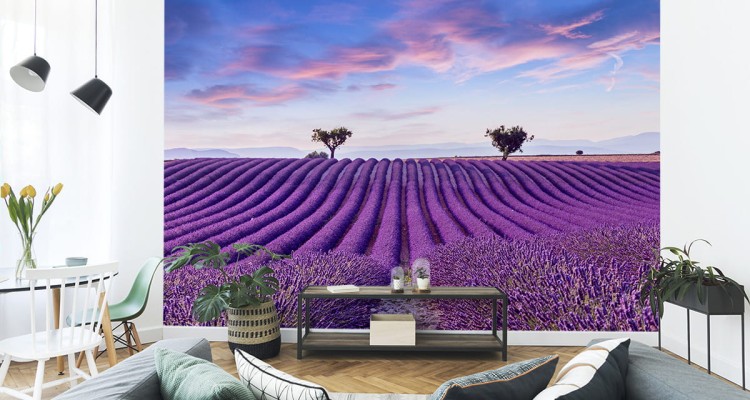 Fototapeta Pole Lawenda