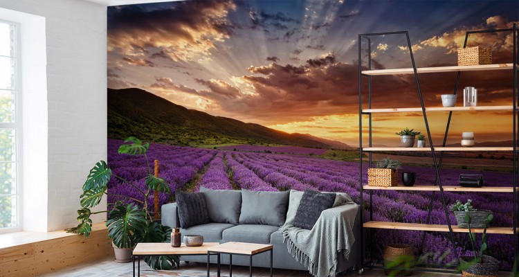 Fototapeta Pole Lawenda