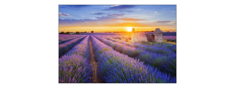 Fototapeta Pole Lawenda