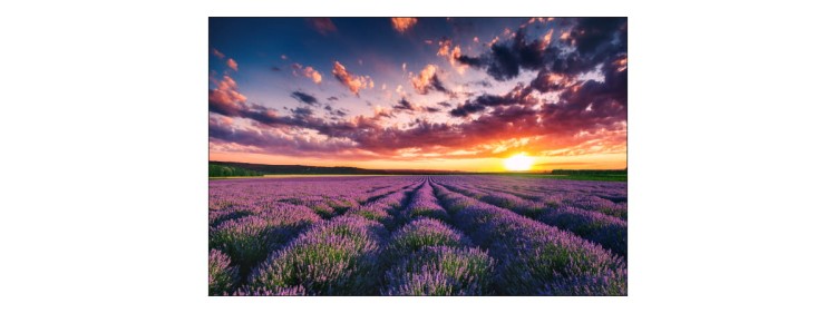 Fototapeta Pole Lawenda