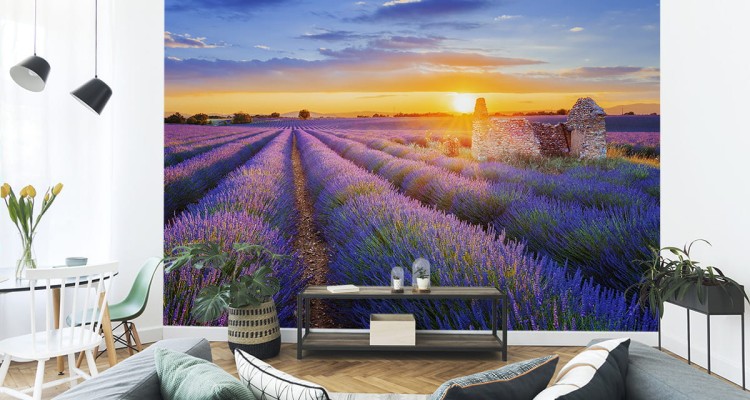 Fototapeta Pole Lawenda