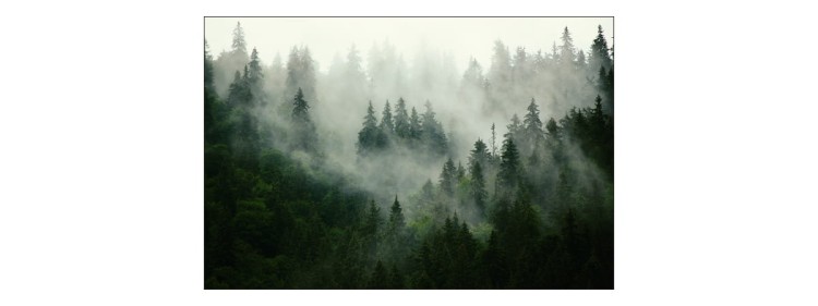 Fototapeta Las We Mgle