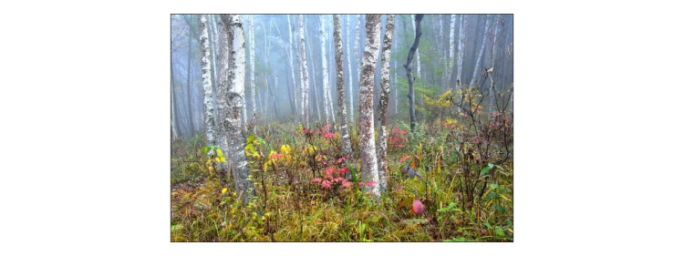 Fototapeta Las We Mgle