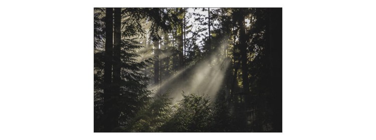 Fototapeta Las We Mgle