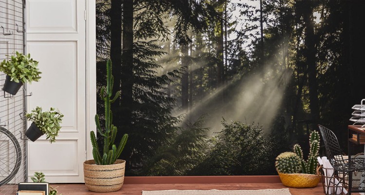 Fototapeta Las We Mgle