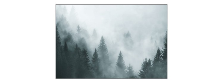 Fototapeta Las We Mgle