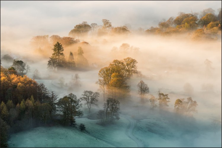 Fototapeta Las We Mgle