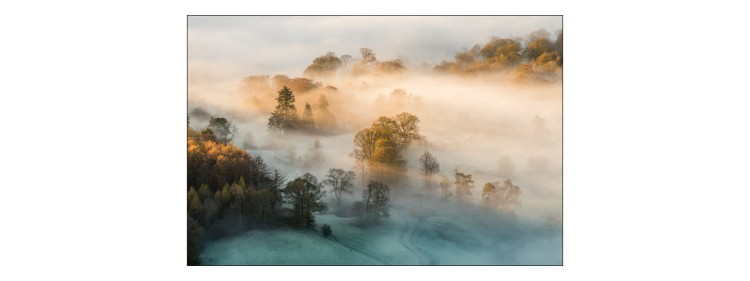 Fototapeta Las We Mgle