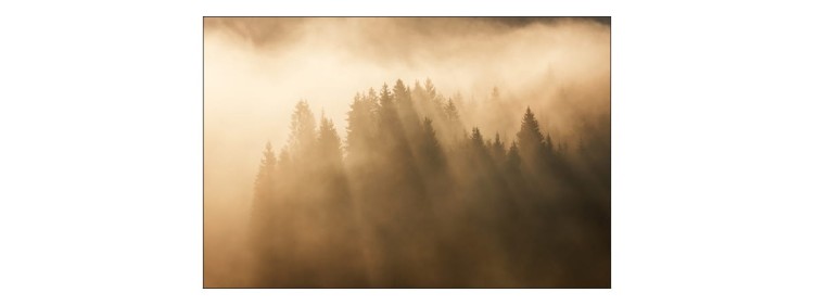 Fototapeta Las We Mgle