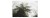 Fototapeta Las We Mgle