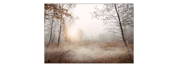 Fototapeta Las We Mgle