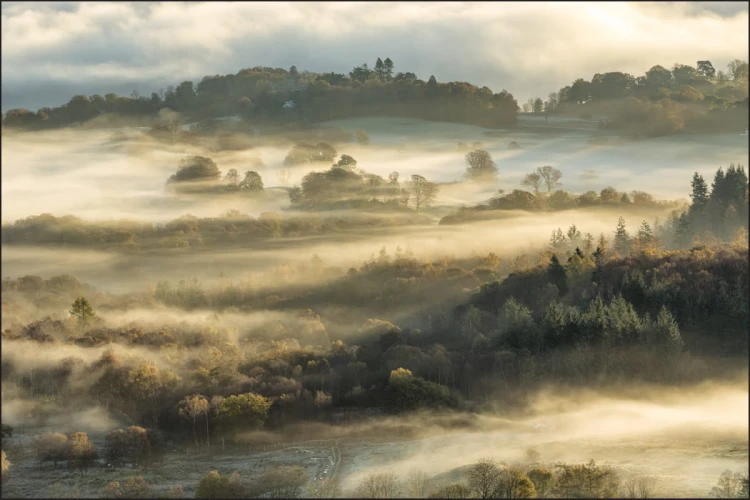 Fototapeta Las We Mgle