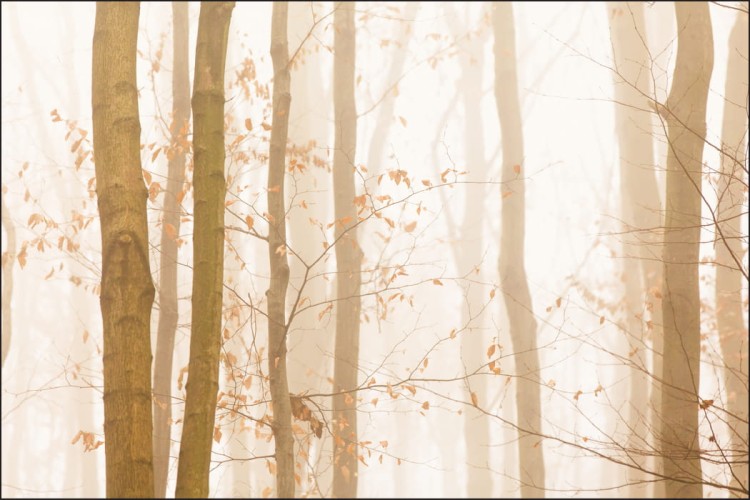 Fototapeta Las We Mgle