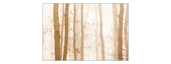 Fototapeta Las We Mgle