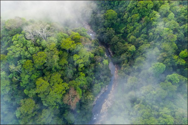 Fototapeta Las We Mgle